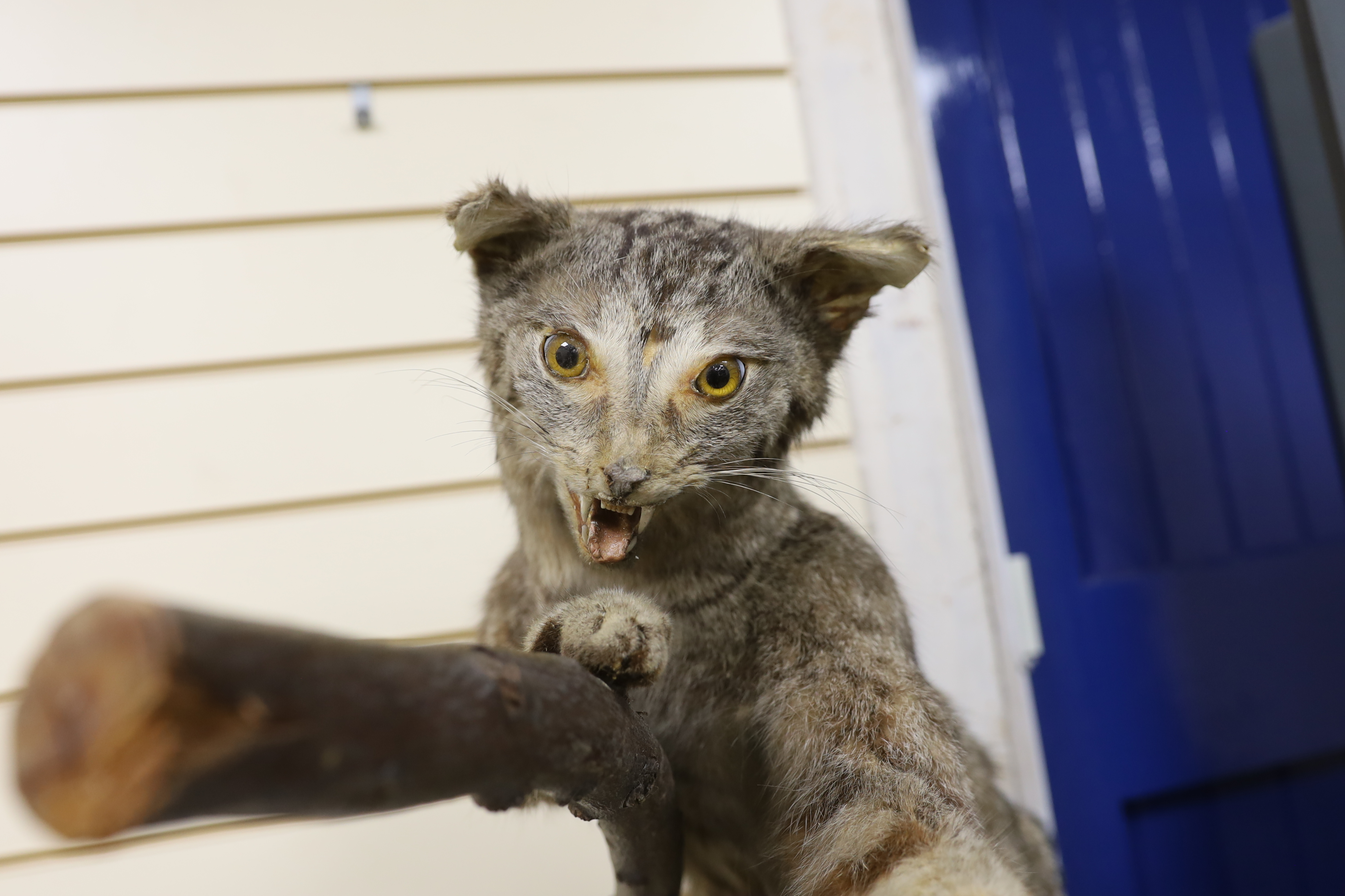 A taxidermy wild cat on branch, 65cm high